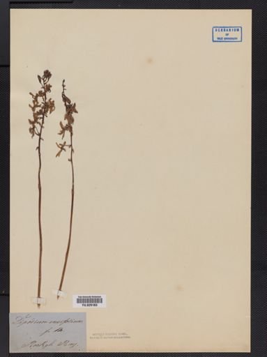 Dipodium
