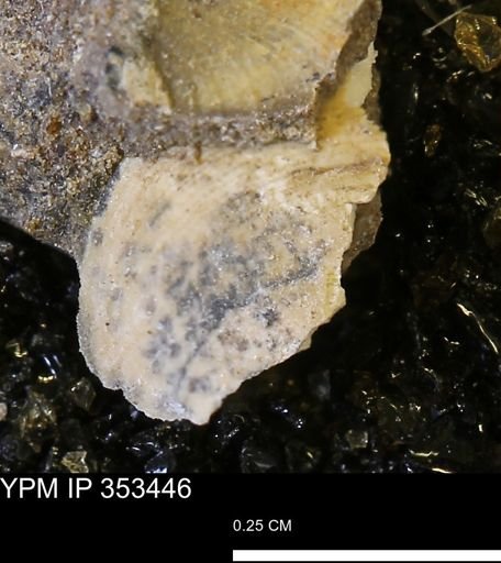 Limopsis striatopunctatus