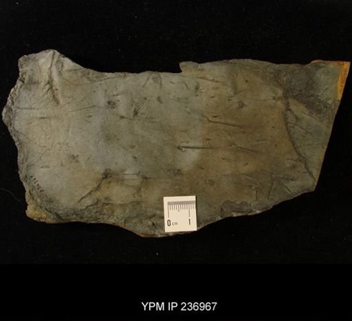 Tonganoxichnus buildexensis