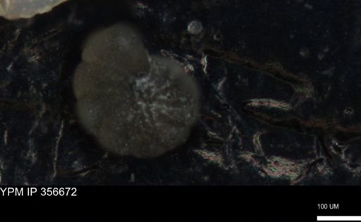 undet. Foraminiferida