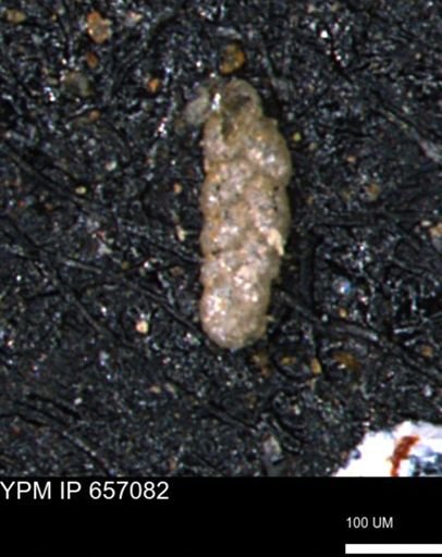 Ammobaculoides phaulus