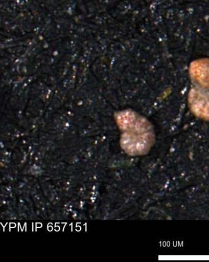 Haplophragmoides gigas