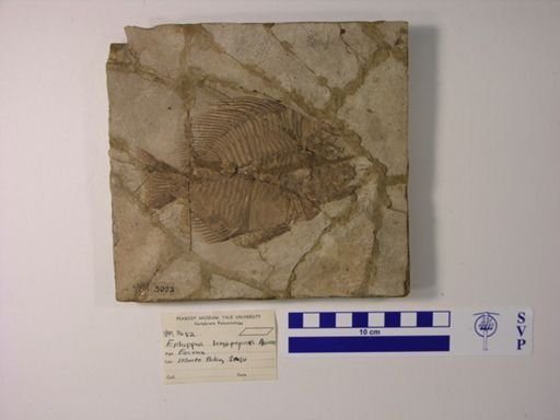 Ephippus longipennis