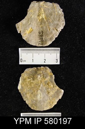 undet. Strophomenida