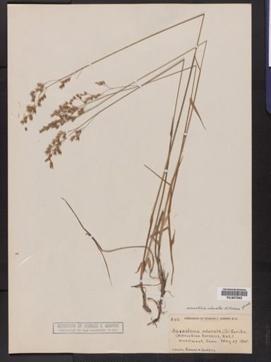 Anthoxanthum hirtum