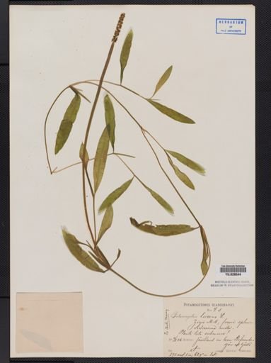 Potamogeton lucens