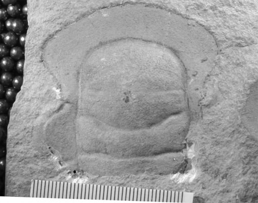 Dikelocephalus gracilis