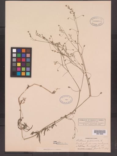 Stellaria graminea