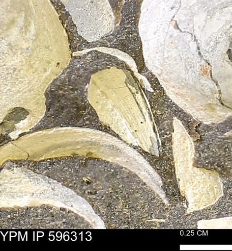 Limopsis striatopunctatus