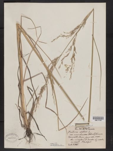 Festuca arundinacea