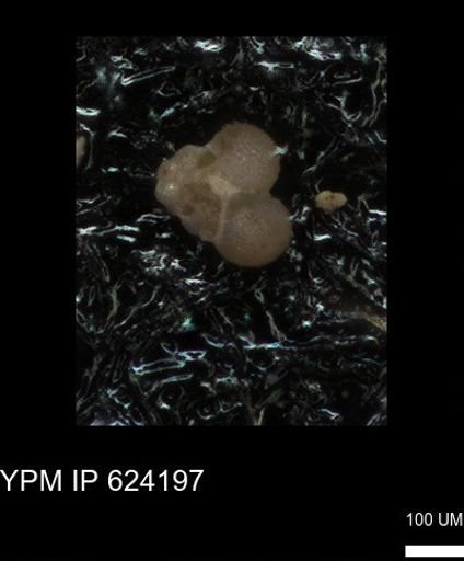 undet. Rugoglobigerinidae