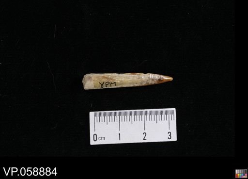 Enchodus sp.
