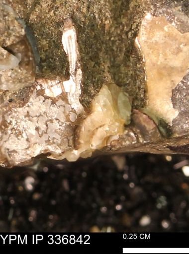 undet. Ammonoidea