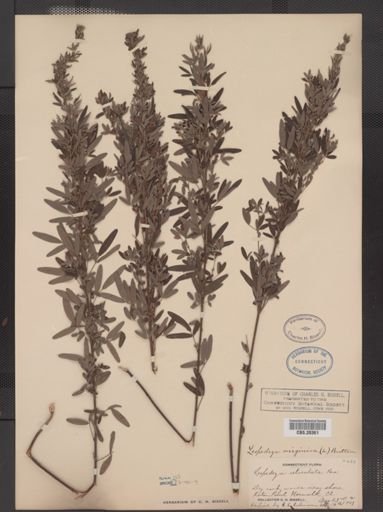 Lespedeza virginica
