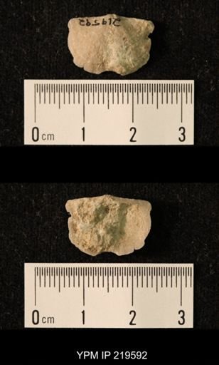 Chonetes granulifer