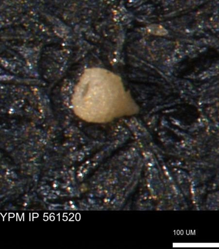 Miliammina ischnia