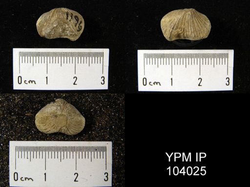 Atrypa marginalis