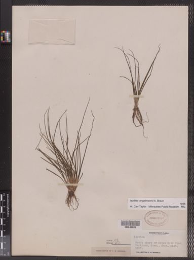 Isoetes engelmannii