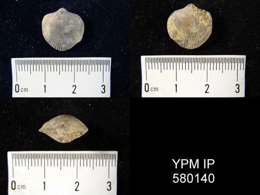 Atrypa sp.
