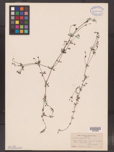 Galium palustre