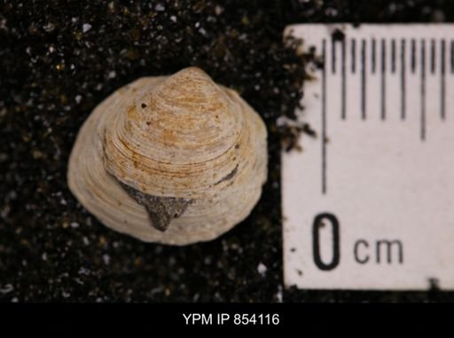 Limopsis striatopunctatus