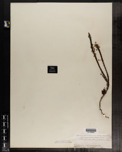 Plantae