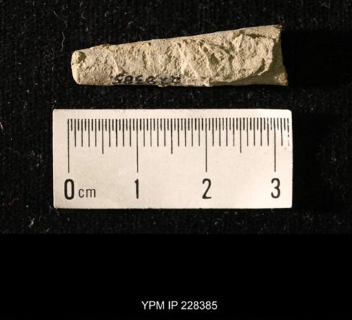 Pseudorthoceras knoxense