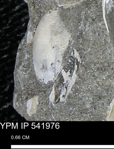 undet. Bivalvia