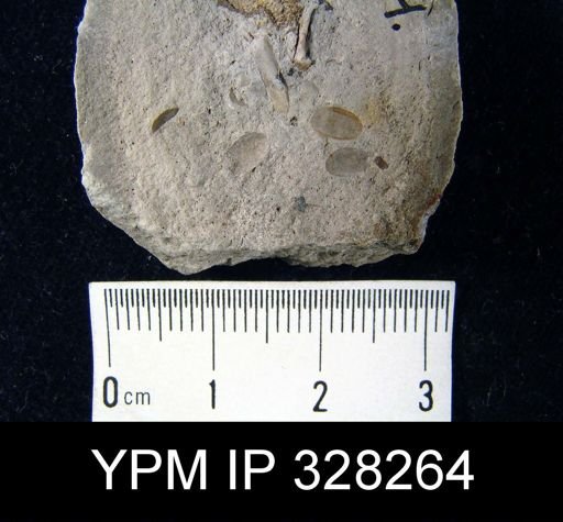 undet. Lingulida