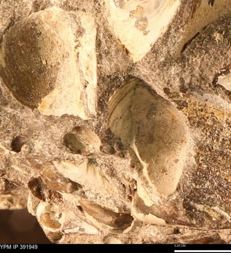 Protocardia sp.
