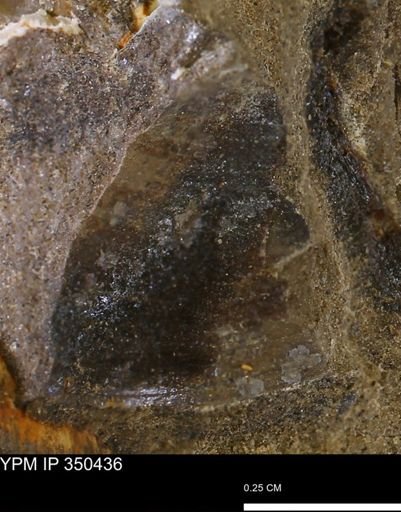 undet. Bivalvia