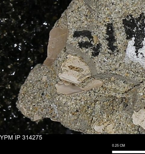 undet. Mollusca