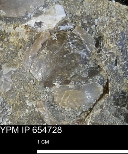 Protocardia