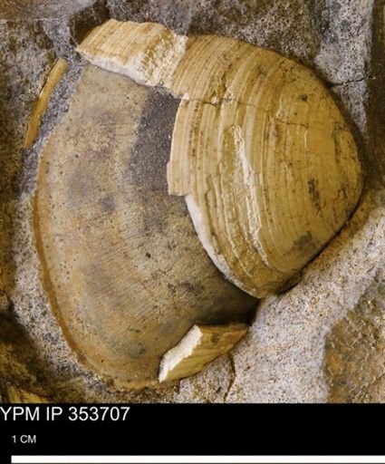 Limopsis striatopunctatus