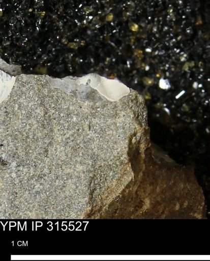 undet. Bivalvia