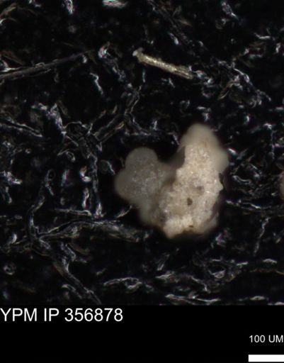undet. Foraminiferida