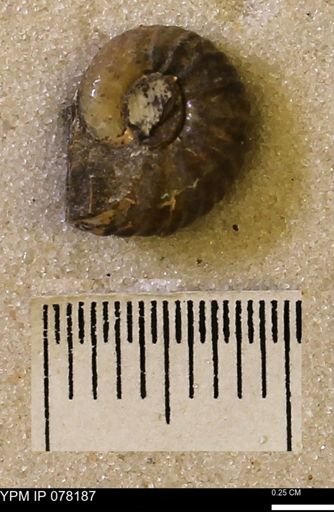 Hoploscaphites nicolletii