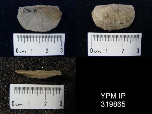 Chonetes granulifer meekanus