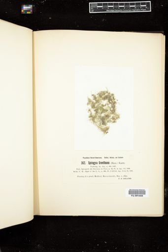 Spirogyra grevilleana