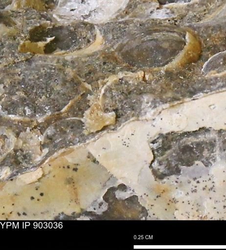 undet. Bivalvia