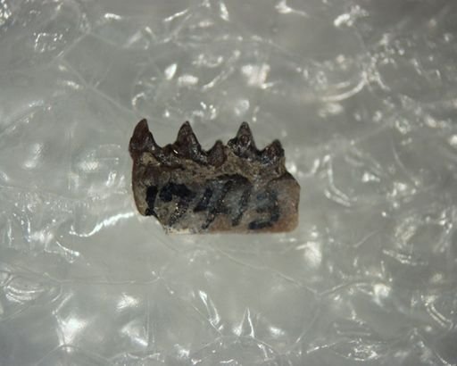 Leptacodon jepseni