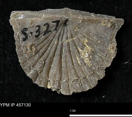 Stropheodonta sp.