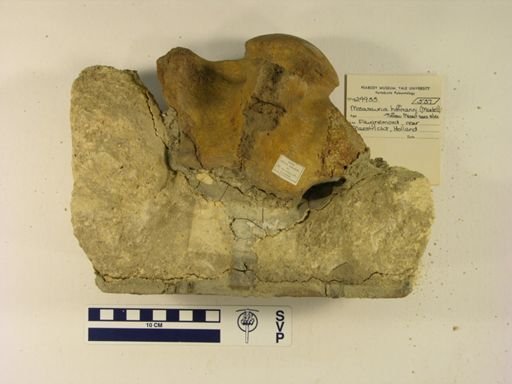 Mosasaurus hoffmanni