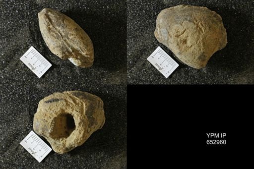 undet. Bivalvia