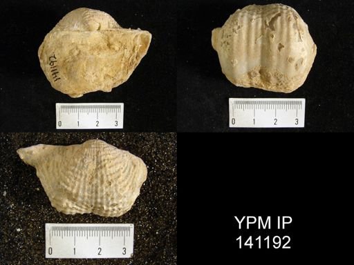 Productus sp.