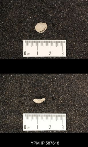 Rhipidomella hybrida