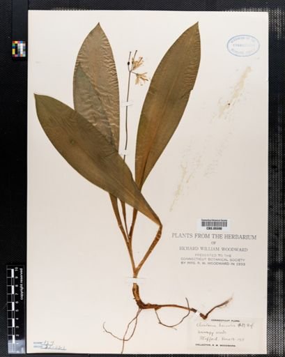 Clintonia borealis