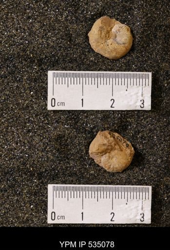 Scaphites cf. hippocrepis