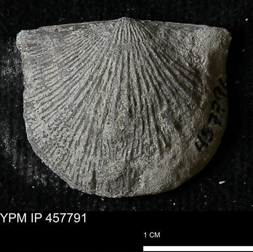 Strophodonta sp.
