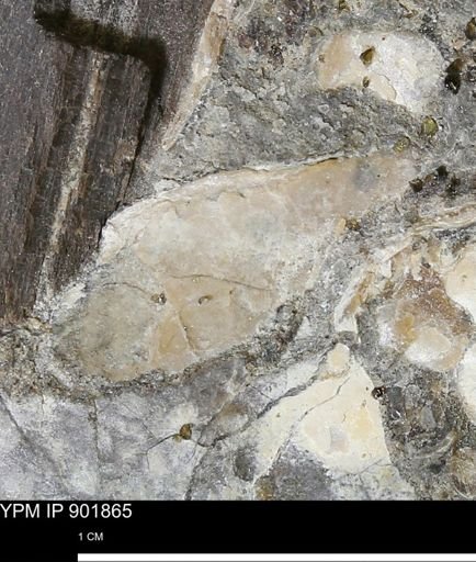 Inoceramus sp.
